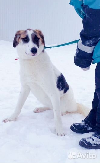 Молодой пёс