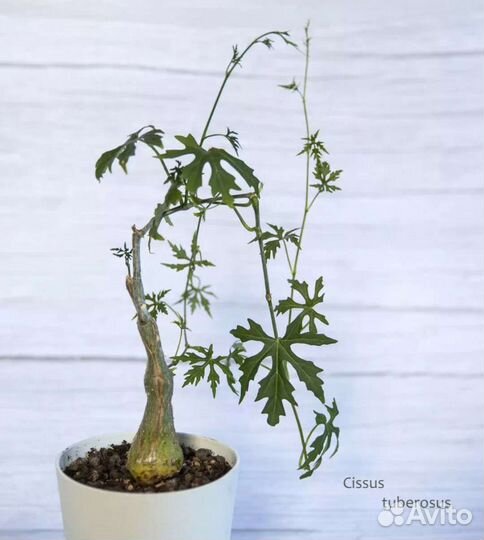 Циссус тубероза каудексный суккулент