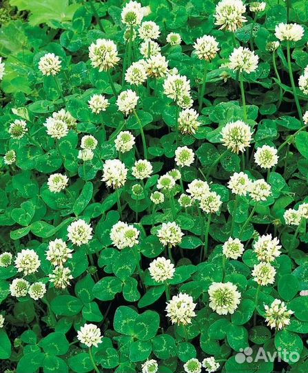 Семена белого клевера