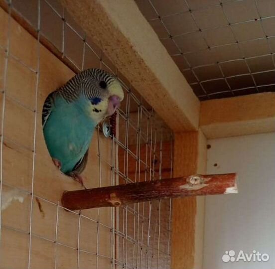 Волнистый попугай