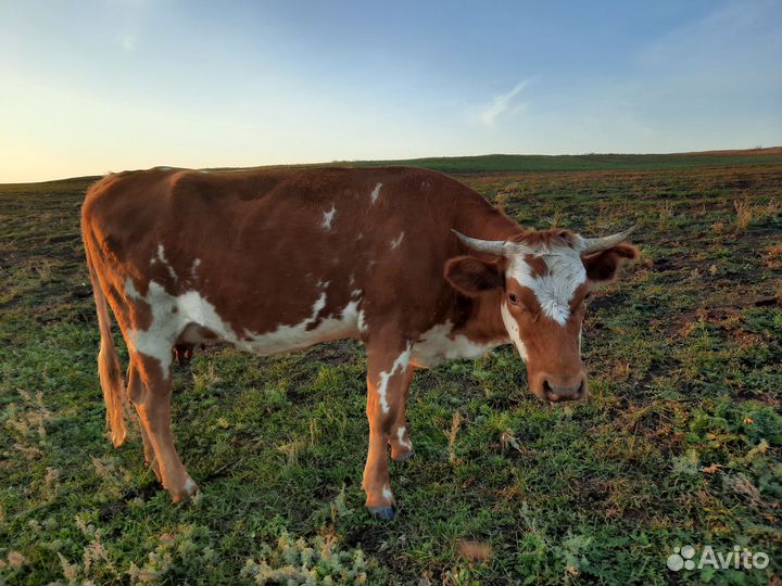 Корова молочная