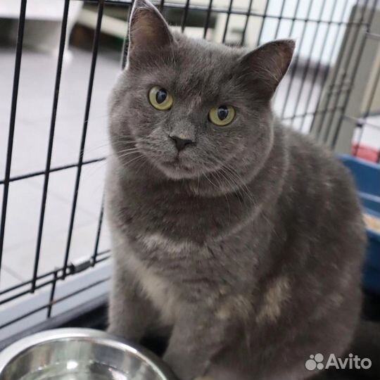 Кошечка бесплатно