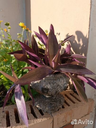 Сеткреазия пурпурная