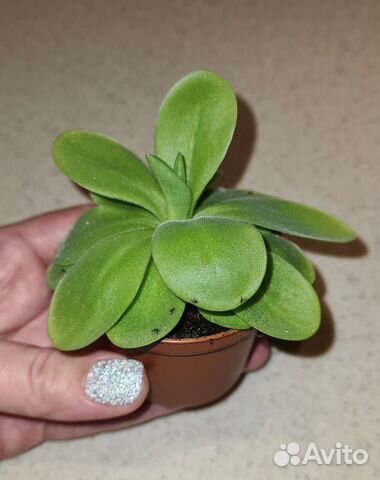 Pinguicula Tina, жирянка, насекомоядное купить в Москве | Товары для ...