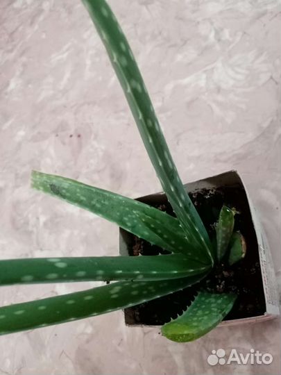 Алоэ Вера растение
