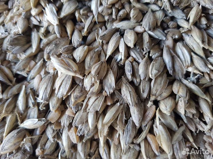 Полба сорт Руно