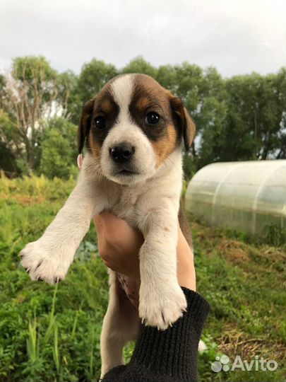 Собака в добрые руки щенок