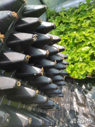 Рассада клубники клери