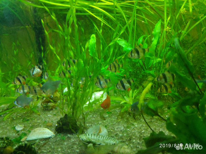 Рыбки, растения и улитки