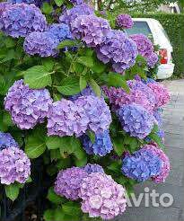 Гортензия Розита. Букет роуз