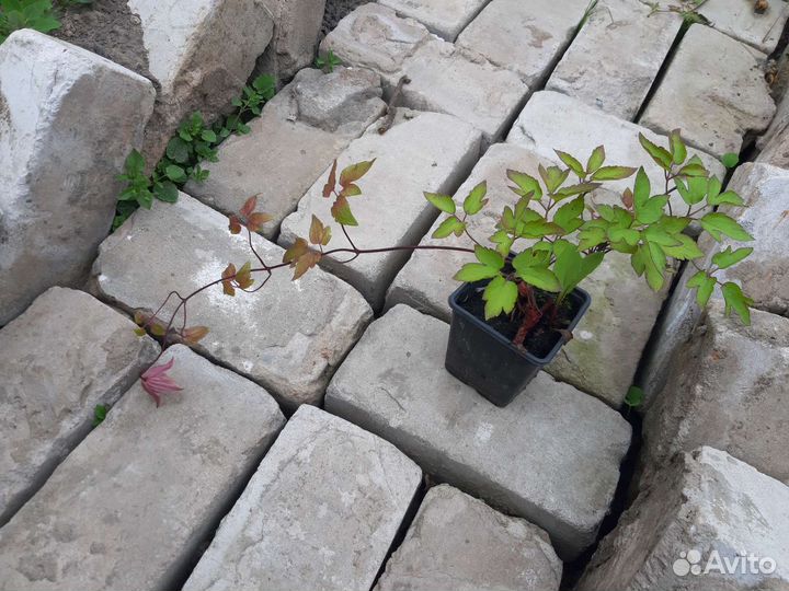 Княжики саженцы