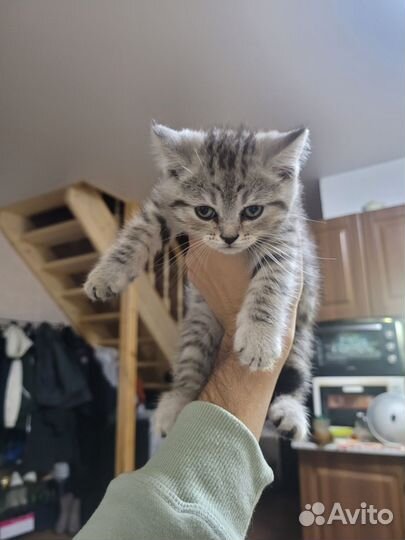 Котята девочка и мальчик бесплатно