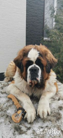 Сенбернар вязка