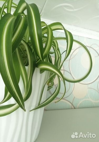 Хлорофитум кудрявый