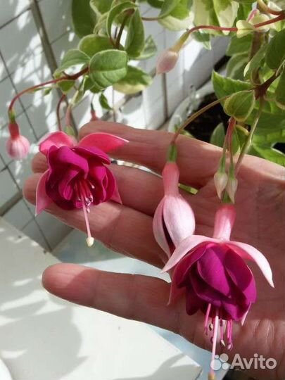 Фуксия. Укорененная и срезы