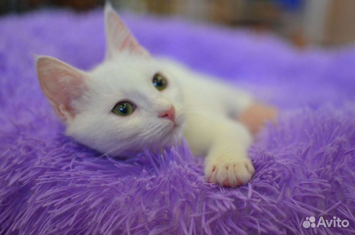 Снежок котенок в добрые, надежные руки)