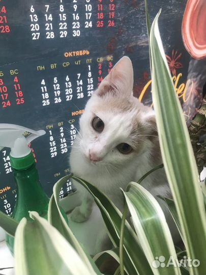 Классный котик в добрые руки