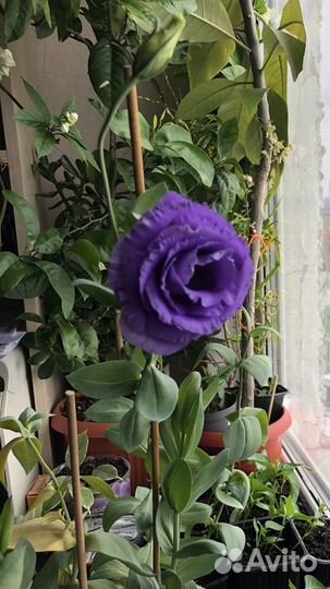 Рассада цветов эустома (лизиантус)