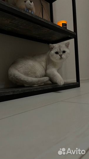 Вязка шотландский котик