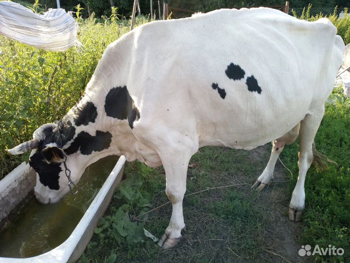 Корова дойная