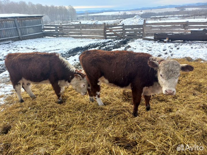 Тёлочки породы герефорд