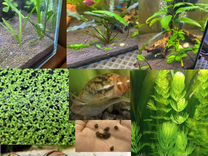 Аквариумные растения и улитки и рыбки