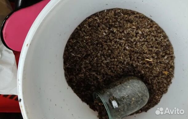 Подмор пчёл