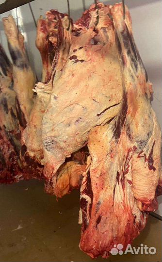 Продам мясо говядина оптом Халял