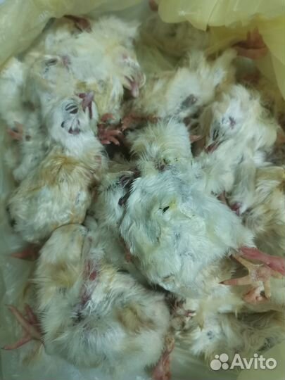 Замороженные суточные цыплята