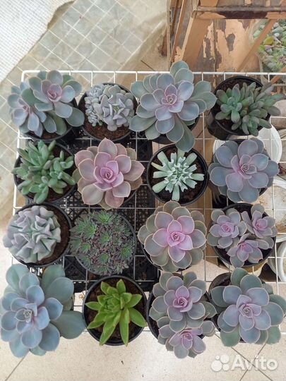 Суккуленты