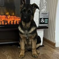 Немецкая овчарка, щенок