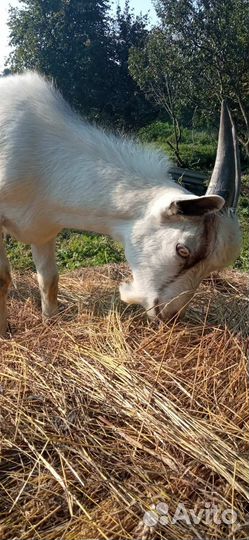 Продаю молодых коз 2-3 года и козлят