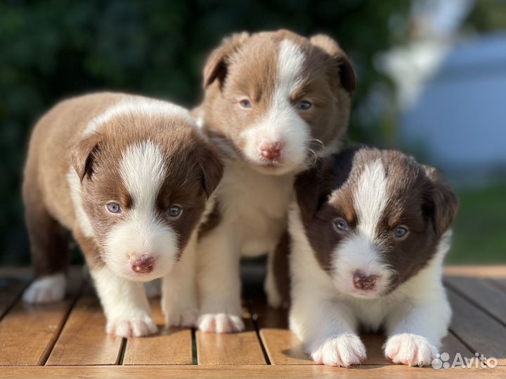 Щенки бордер колли