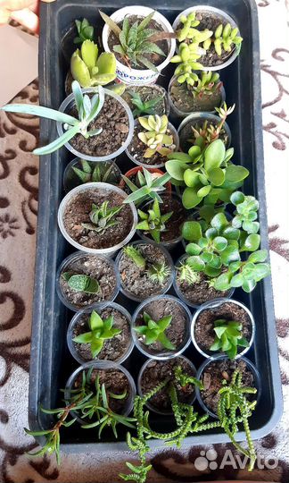 Кактусы цветы и суккуленты