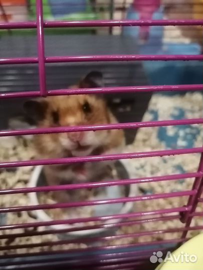 Сирийский хомяк девочка взрослая