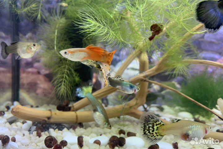 Рыбки, креветки, улитки