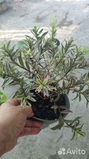 Берисклет форчуна японский