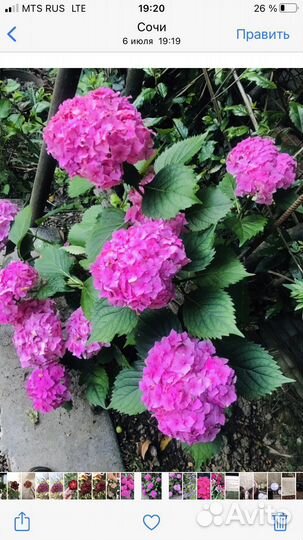 Гортензия крупнолистная