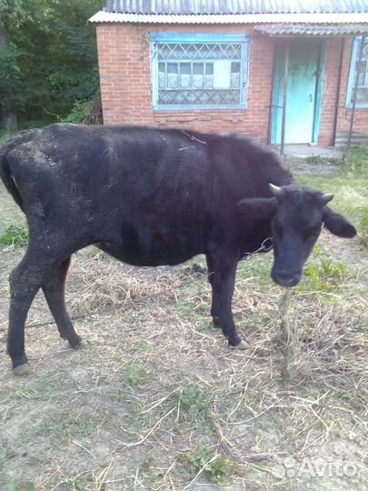 Бычки и телята