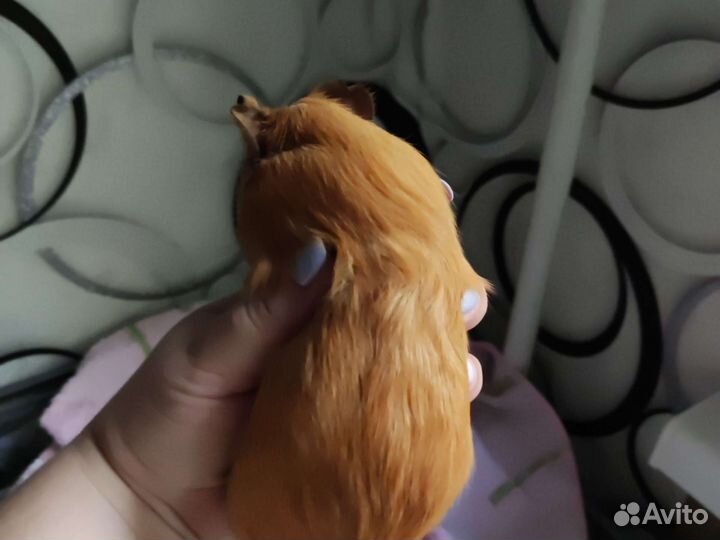 Морские свинки