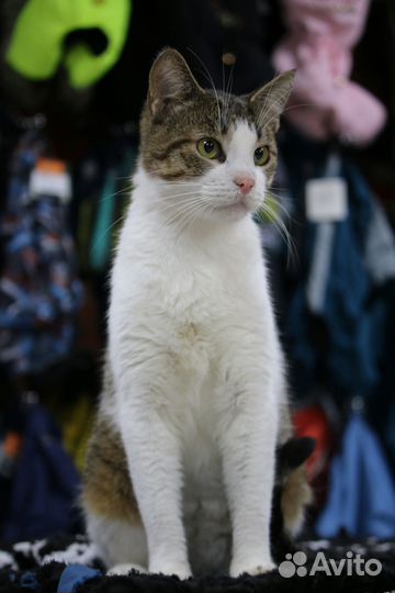 Котик Урчик в добрые руки