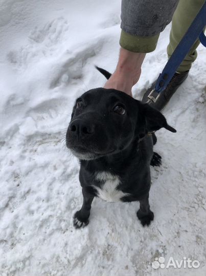 Собака в отвественные руки