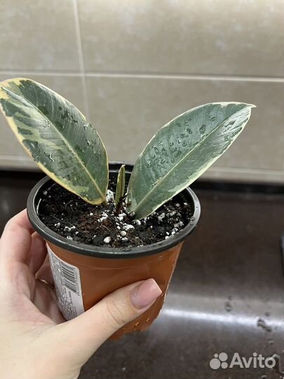 Фикус эластика тинеке