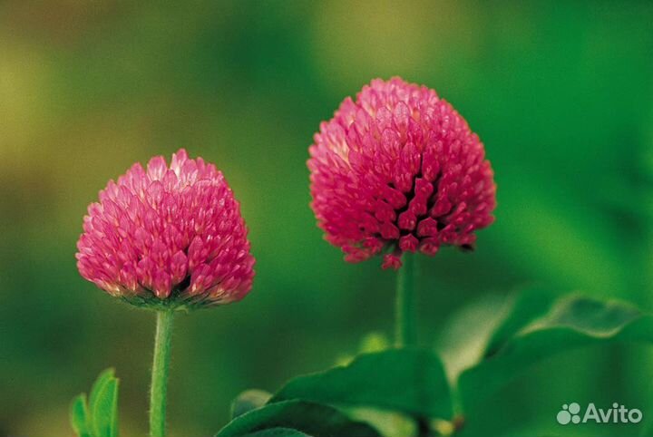 Клевер красный. Семена оптом