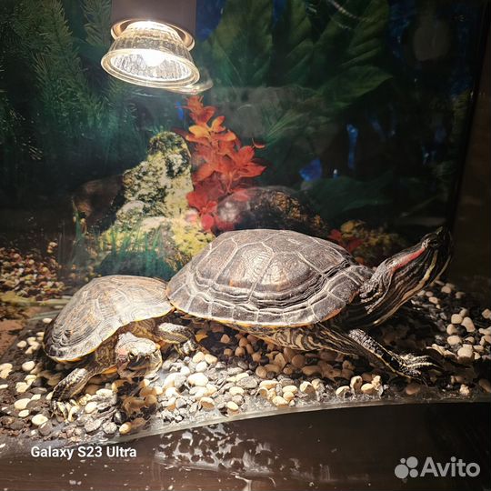 Аквариум с черепахами