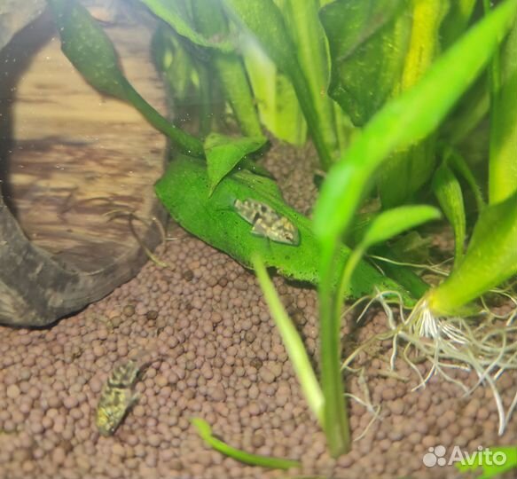 Аквариумные рыбки