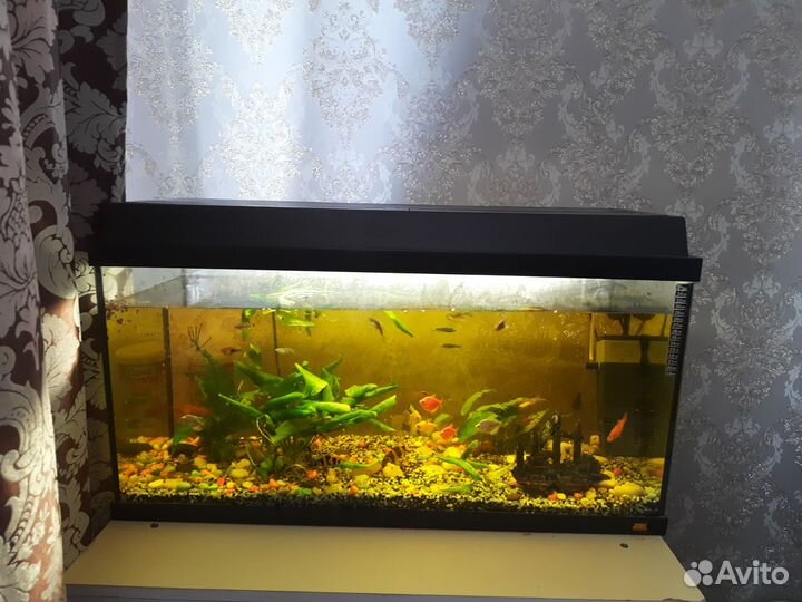 Аквариум с рыбками