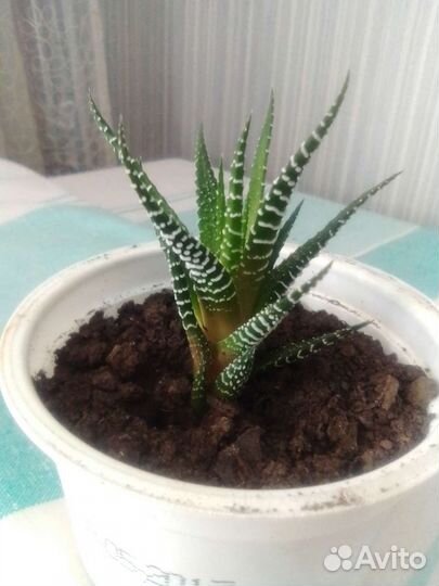 Комнатные цветы пальма, фикус, мирт, суккуленты