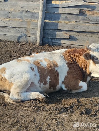 Быки сементалы