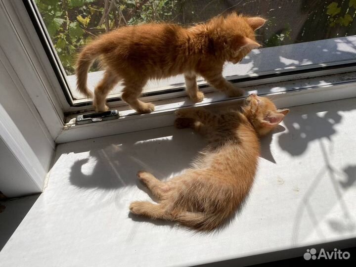 Отдаю котят в добрые руки